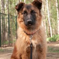 Тэйси, 8 месяцев. Ногинск М.О.
