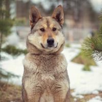 Амелия, 1.5 года. Дмитров М.О.