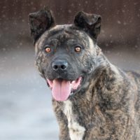Дик, 2,5 года. Домодедовский район М.О.