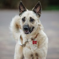 Рада, 5 лет. М.О.