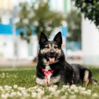 Макена, 4 года. Москва.
