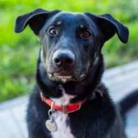 Ник, 10 месяцев. Лобня М.О.