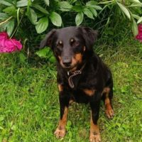 Чапа, 4,5 года. Дмитровский р-он, М.О.