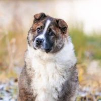Беляш, 2,5 года. Раменское М.О.