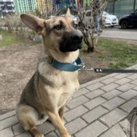 Батончик, 10 месяцев. Москва.