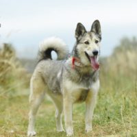 Лана, 2,5 года. Балашиха М.О.