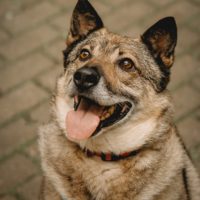 Тинки, 5,5 лет. Москва.