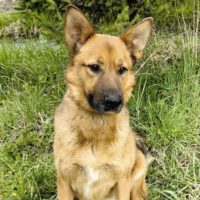 Арчик, 4 года. Раменский р-он М.О.